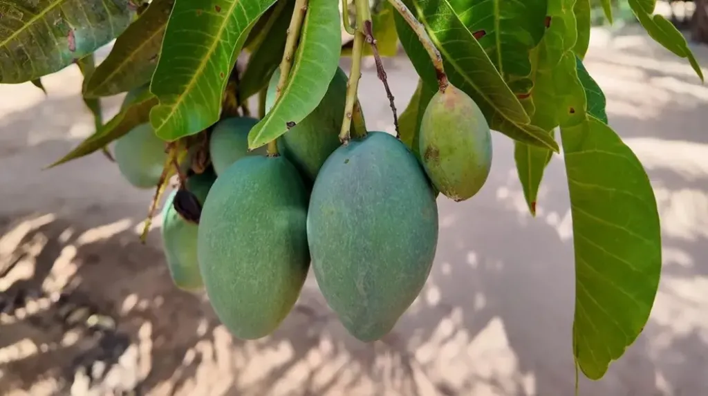 زراعة المانجو في العُلا