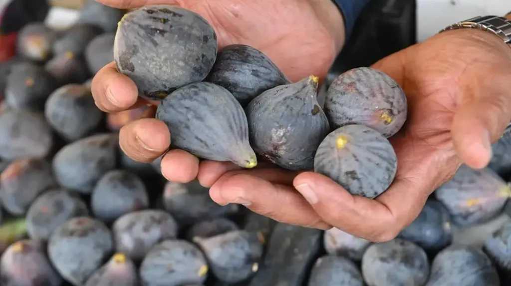 الاقتصاد