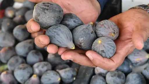 الاقتصاد